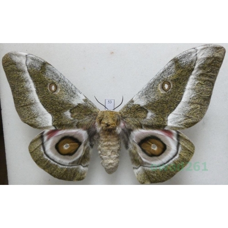 Gonimbrasia zambesina (Walker, 1865) female ex.pupa Kenya 122mm53